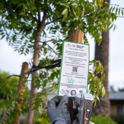 Keys for Trees